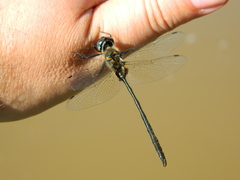 Somatochlora franklini