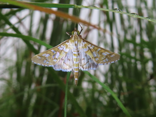 Orange Epipagis Moth photo 5