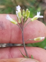 Boechera grahamii