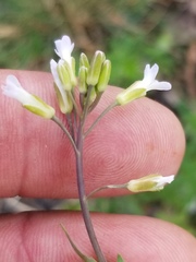 Boechera grahamii