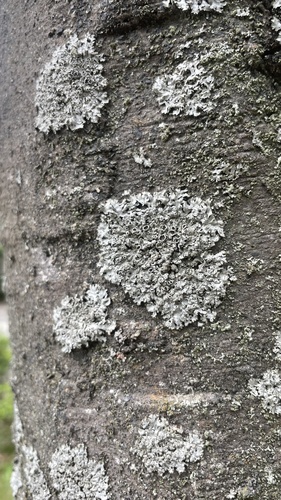 Phaeophyscia spinellosa