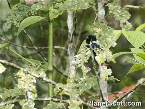 Melanocharis nigra observed 2024-07-25