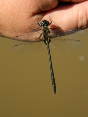 Somatochlora franklini