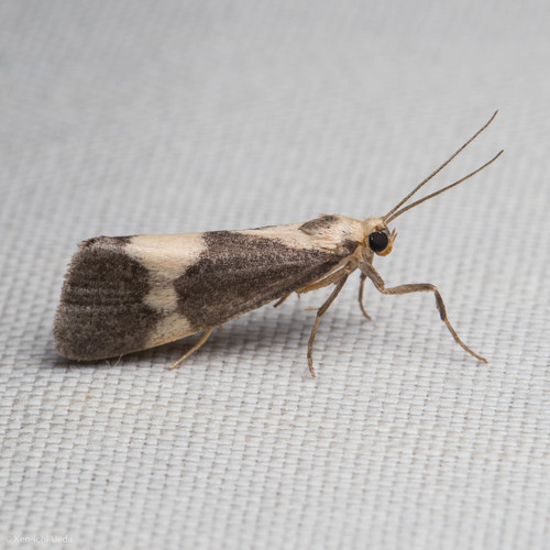 Cisthene faustinula photo 4