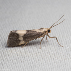 Cisthene faustinula