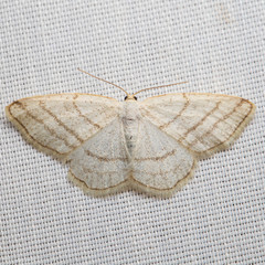 Protitame subalbaria