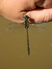 Somatochlora franklini