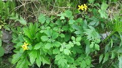 Chelidonium asiaticum