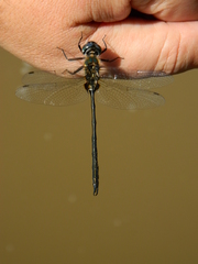 Somatochlora franklini