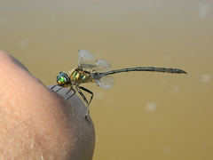 Somatochlora franklini