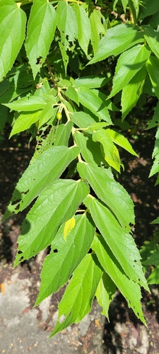 Muntingia calabura observed 2024-09-30