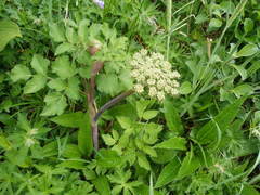 Angelica gmelinii