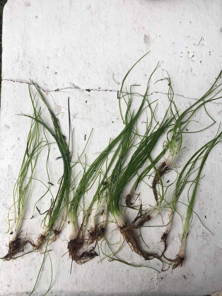 southern quillwort