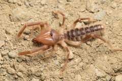 Eremobatidae