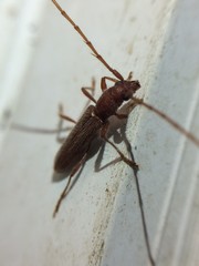 Aneflomorpha seminuda