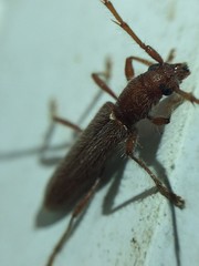 Aneflomorpha seminuda