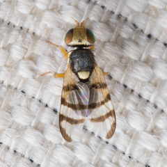 Urophora