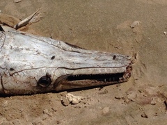 Atractosteus spatula