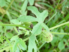 Hibiscus aculeatus