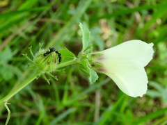 Hibiscus aculeatus