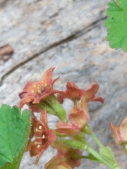 Ribes erythrocarpum