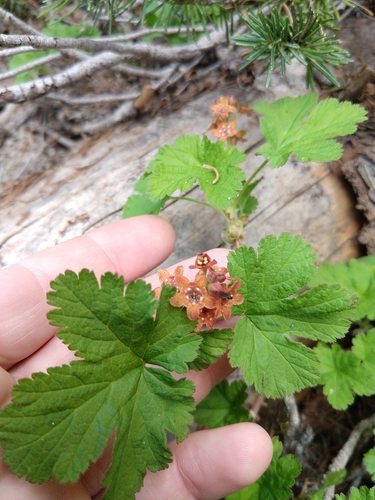 Image of Ribes erythrocarpum by no rights reserved