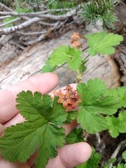 Ribes erythrocarpum
