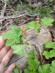 Ribes erythrocarpum