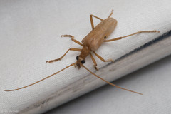 Centrodera