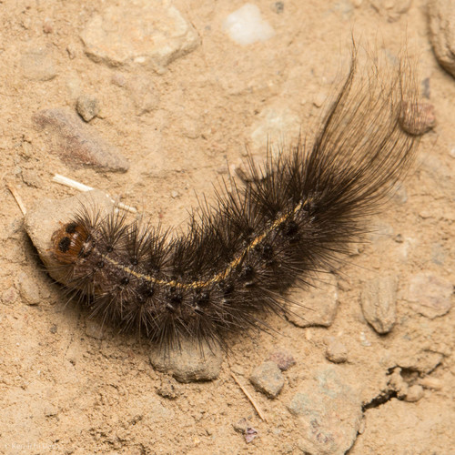 California Tiger Moth photo 3