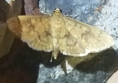 Herpetogramma aeglealis