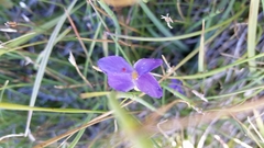 Gentianopsis simplex