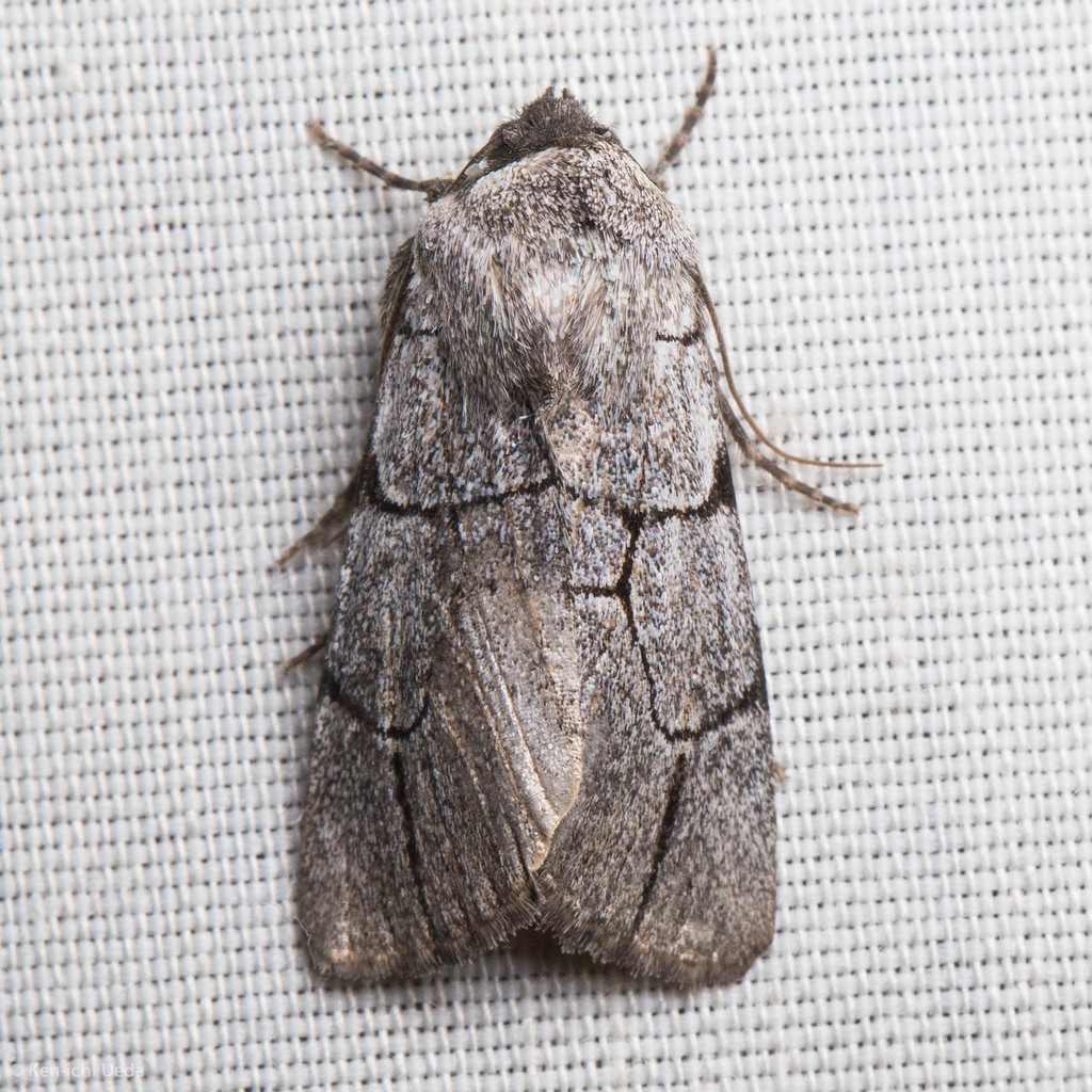 Sympistis ragani
