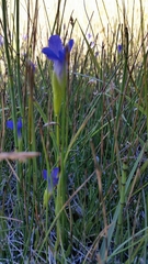 Gentianopsis simplex