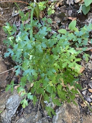 Lomatium californicum