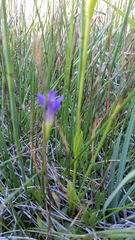 Gentianopsis simplex