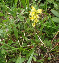 Pedicularis oederi
