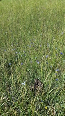 Gentianopsis simplex