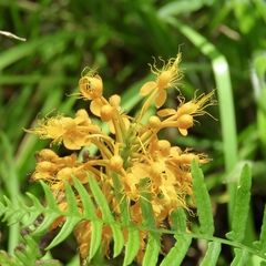Platanthera chapmanii