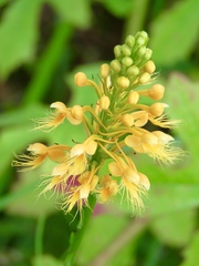 Platanthera chapmanii