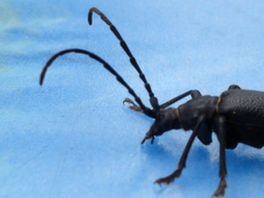 Neanthophylax tenebrosus