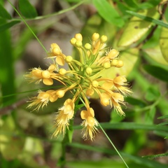 Platanthera chapmanii