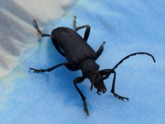 Neanthophylax tenebrosus