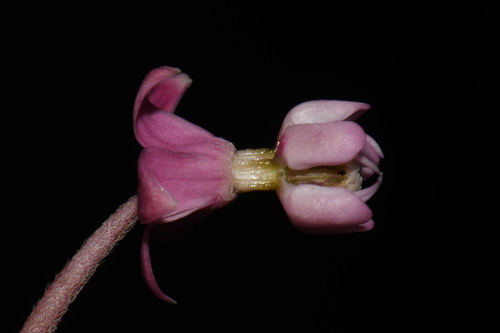 Asclepias incarnata