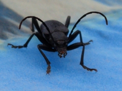 Neanthophylax tenebrosus