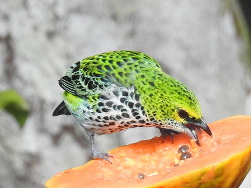 Ixothraupis guttata