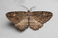 Neoalcis californiaria