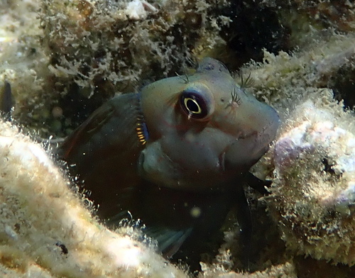 Mailcheek blenny (Cirripectes chelomatus) — Blenniidae — 4