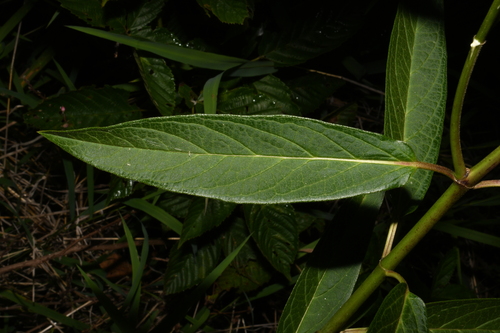 Asclepias incarnata