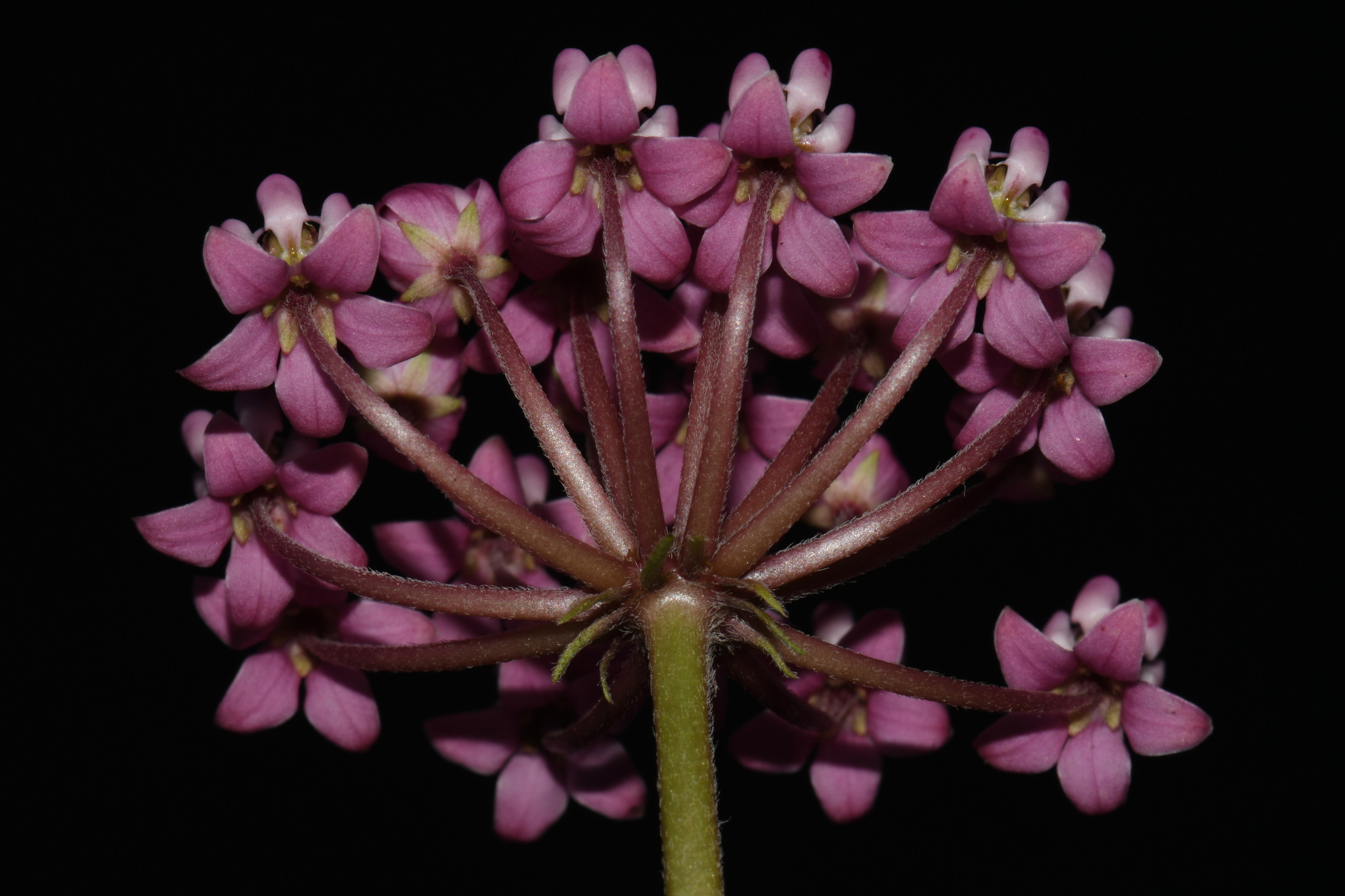 Asclepias incarnata ssp. incarnata
